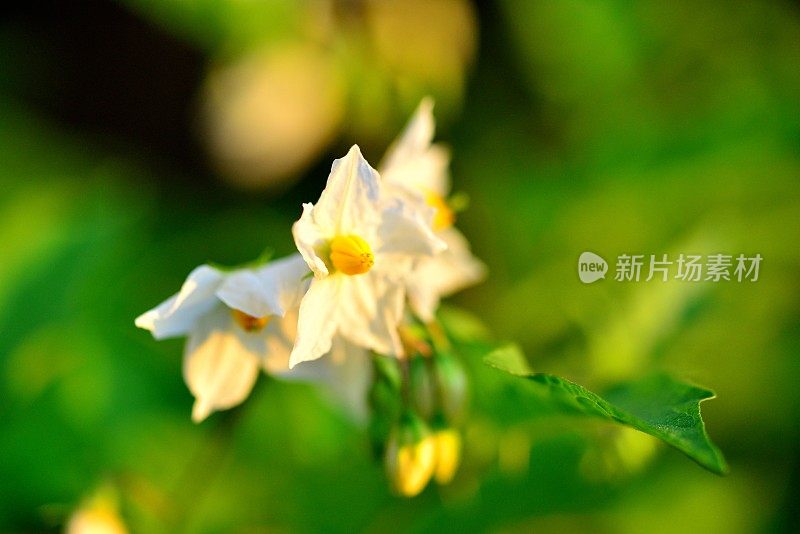 Solanum carolinense/卡罗莱纳马甲/魔鬼番茄